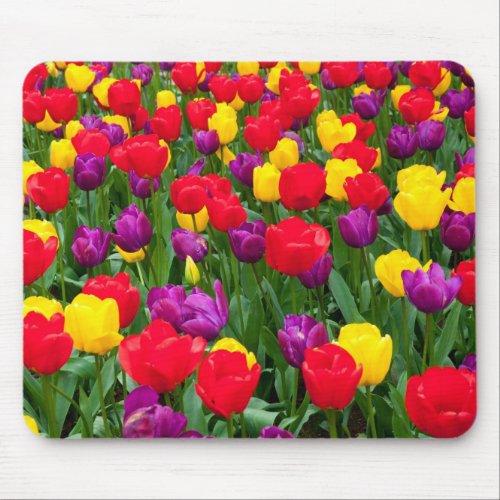 Red purple yellow tulip mousepad