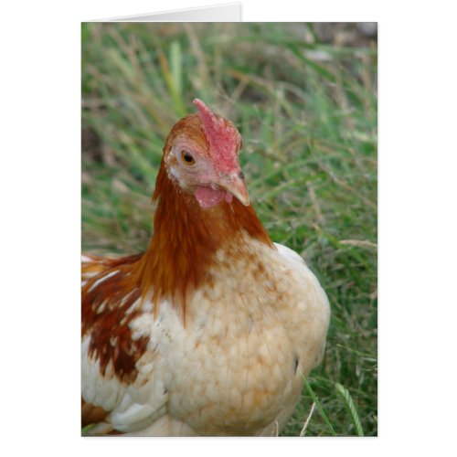 Red Pyle OEG Bantam Rooster