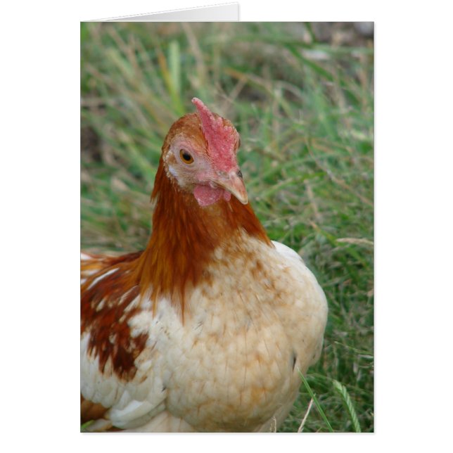 Red Pyle OEG Bantam Rooster Cards (Front)