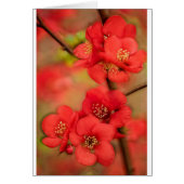 Red Quince Blossom (Front)
