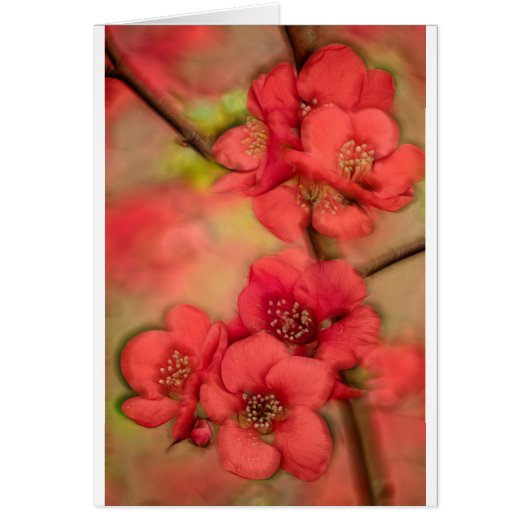 Red Quince Blossom Cards (Front)