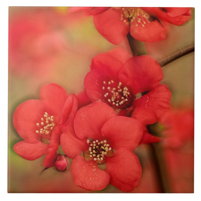 Red Quince Blossom Ceramic Tile (Front)