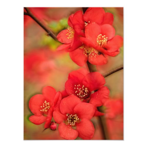Red Quince Blossom Photo Print