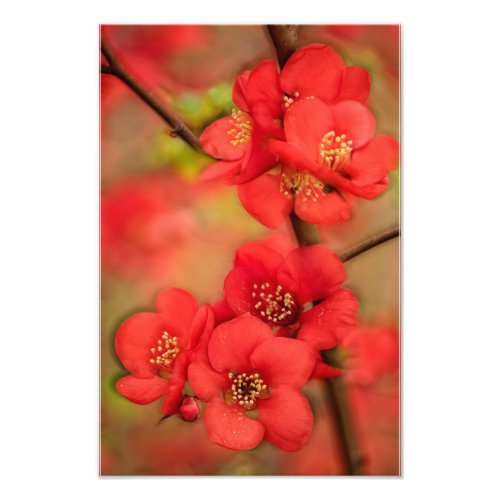 Red Quince Blossom Photo Print