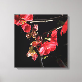 Red Quince Blossoms Floral Canvas Print