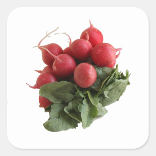 Red radish bunch with green leaves  square sticker