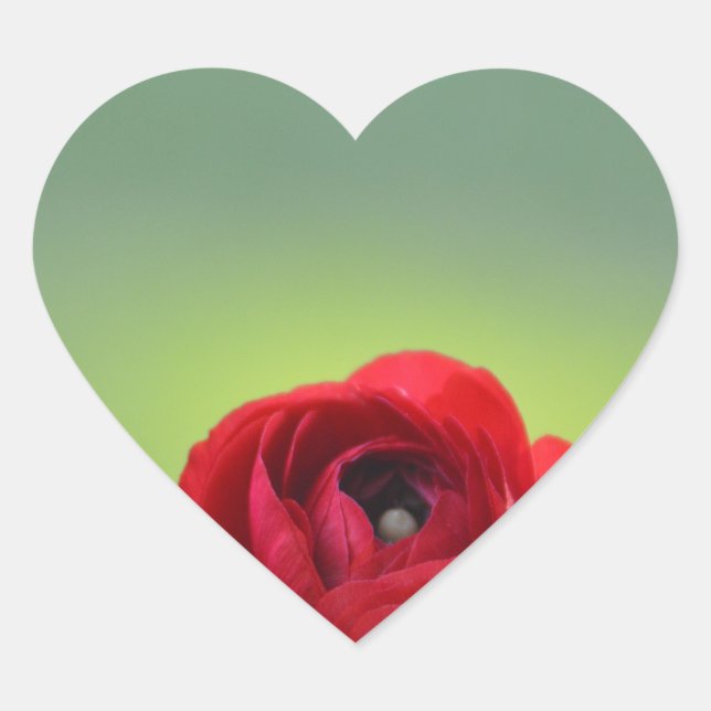 Red Ranunculus Blossom Heart Sticker (Front)