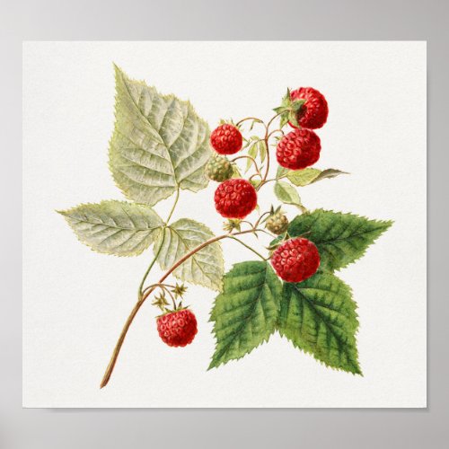 Red Raspberries Rubus Xneglectus Fruit Painting Poster