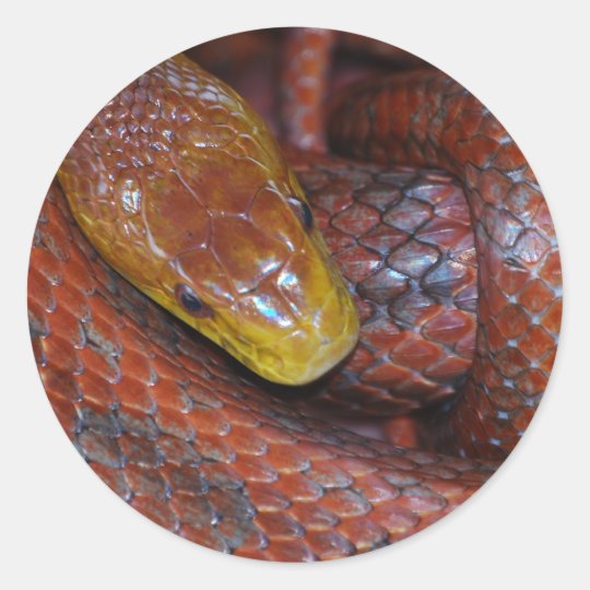 Red Rat Snake Classic Round Sticker