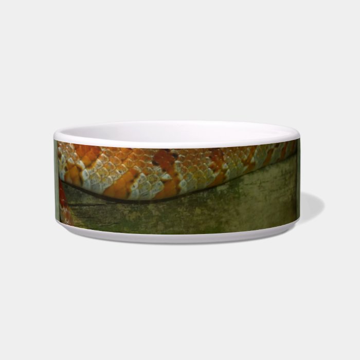 red rat snake in fence head up cat water bowl