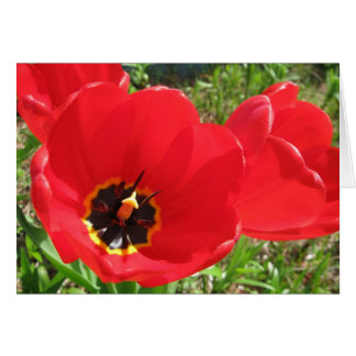 Red Red Red Tulips Cards