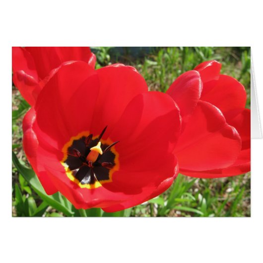 Red Red Red Tulips Cards (Front Horizontal)
