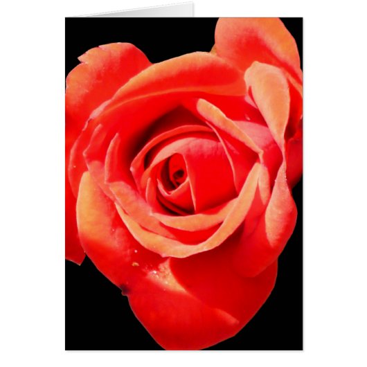 Red, Red Rose Card ~ Blank, Customize it! (Front)