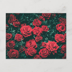 Red, red roses postcard