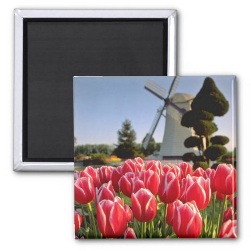 Red Red tulips and windmill flowers Magnet