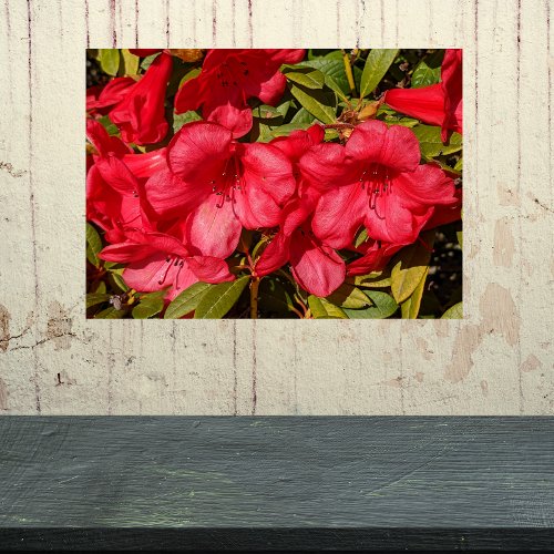 Red Rhododendron Blooms Floral Acrylic Print
