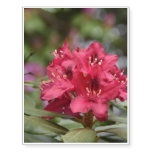 Red Rhododendron Bush in Bloom Temporary Tattoos