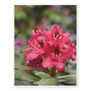 Red Rhododendron Bush in Bloom Temporary Tattoos