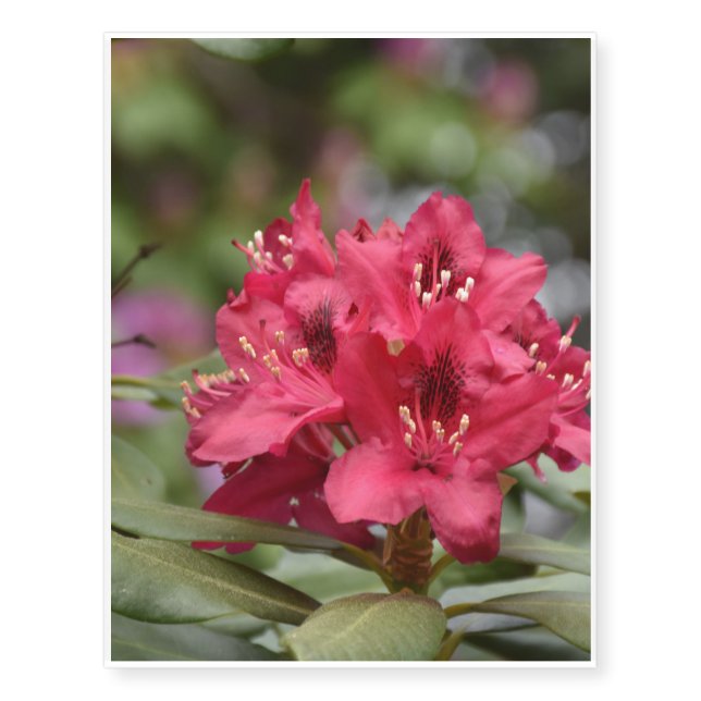 Red Rhododendron Bush in Bloom Temporary Tattoos (Front)