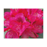 Red Rhododendron Postcard