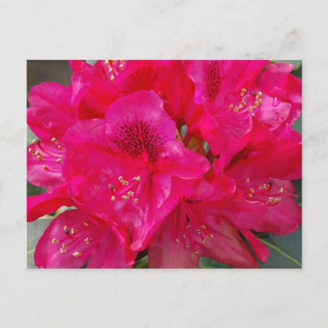 Red Rhododendron Postcard (Front)