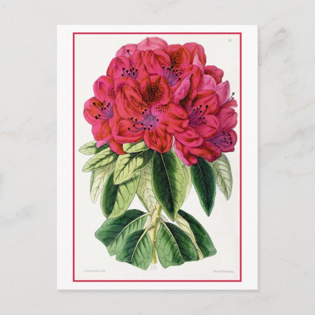 Red Rhododendron Vintage Botanical Postcard (Front)