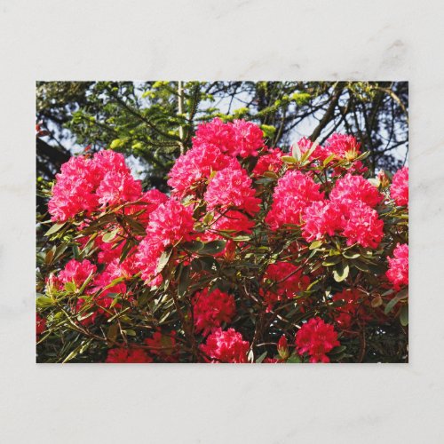 Red Rhododendrons Bute Park Cardiff Wales Postca Postcard