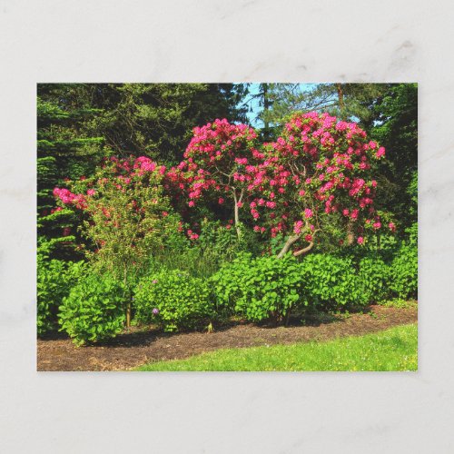 Red Rhododendrons Bute Park Cardiff Wales Postca Postcard
