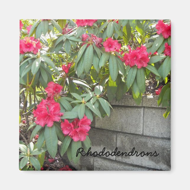 Red Rhododendrons Magnet (Front)