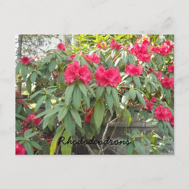 Red Rhododendrons Postcard (Front)
