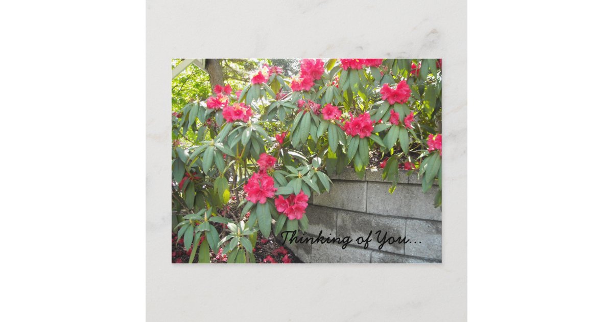 Red Rhodos - Thinking of You... Postcard | Zazzle