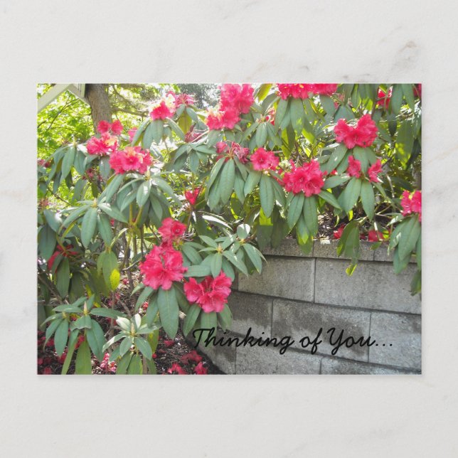 Red Rhodos - Thinking of You... Postcard (Front)