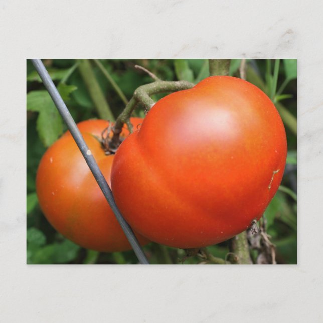 Red Ripe Garden Tomatoes Nature Photo Postcard (Front)
