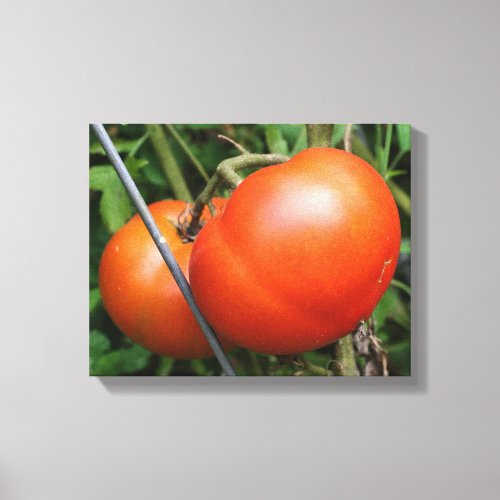Red Ripe Garden Tomatoes On The Vine Canvas Print