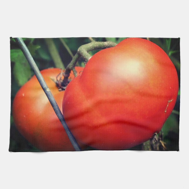 Red Ripe Garden Tomatoes On The Vine Kitchen Towel (Horizontal)