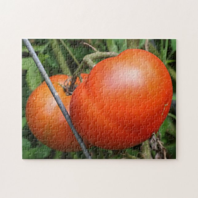 Red Ripe Garden Tomatoes On The Vine Nature  Jigsaw Puzzle (Horizontal)