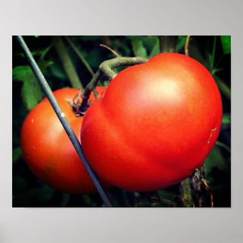 Red Ripe Garden Tomatoes On The Vine Poster