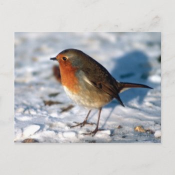 Red Robin Bird Postcard by LPFedorchak at Zazzle