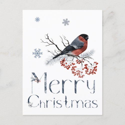 Red Robin Bird Sits On A Rowan Branch Postcard