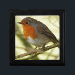 Red Robin Gift Box<br><div class="desc">Gift box with photo of red robin perched on a small branch.</div>