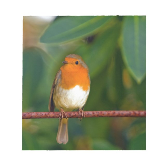Red ROBIN Notepad (Front)