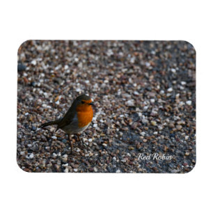 Red Robin on Pebbles in the Garden Postcard Magnet