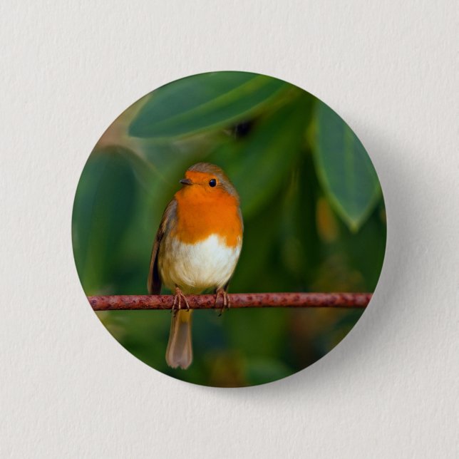 Red ROBIN Pinback Button (Front)