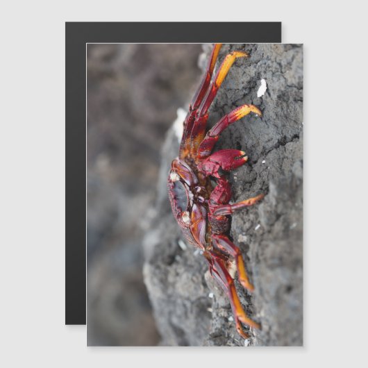 Red rock crab (Front/Back)