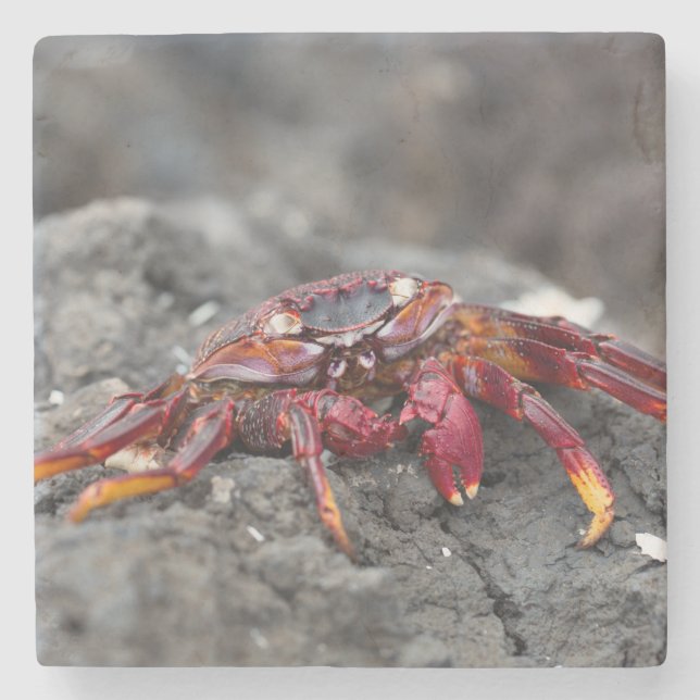 Red rock crab stone coaster (Front)