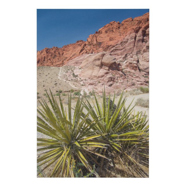 Red Rock Desert Plant Faux Canvas Print (Front)