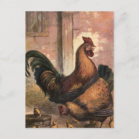 Red Rooster, Brown Hen And Baby Chicks On Straw Postcard