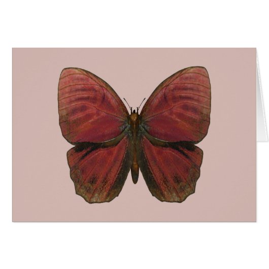 Red Rooster Butterfly Cards (Front Horizontal)
