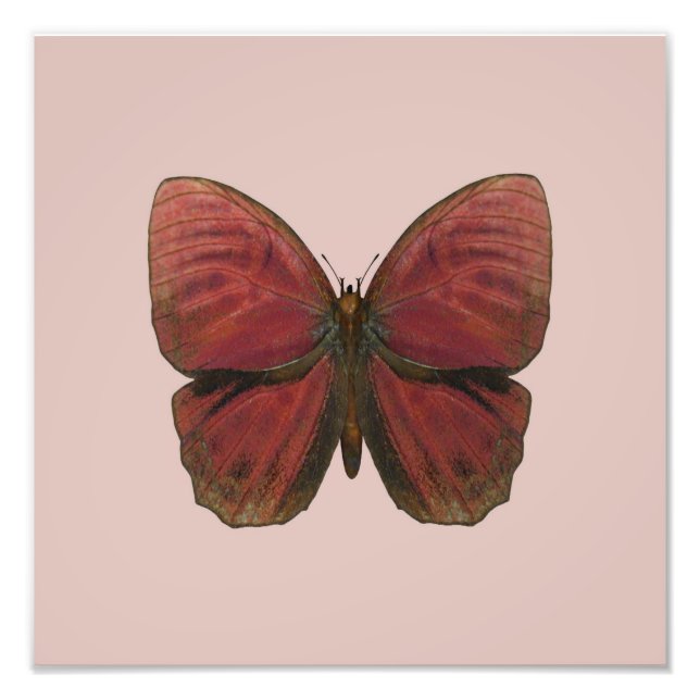 Red Rooster Butterfly Photo Print (Front)
