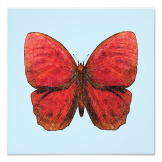 Red Rooster Butterfly Photo Print